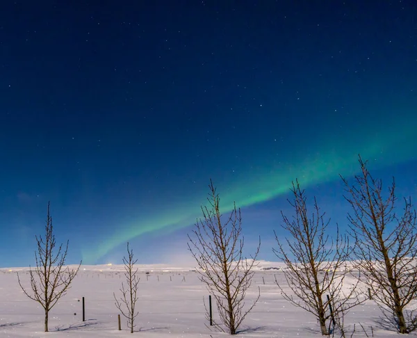 Northern lights on the horizon line and stars with the sky bluish by the moonlight and the completely snowy ground with silhouettes of trees touching the aurora in Iceland.