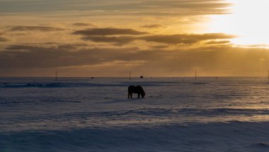 Silhouette of an Icelandic horse with the snowy ground at sunset, under a cloudy and orange sky due to the first rays of the sun.
