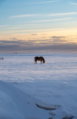 Silhouette of an Icelandic horse with the snowy ground at sunset, under a cloudy and orange sky due to the first rays of the sun with the light of twilight reflected in the water of a river.
