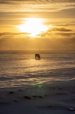 Silhouette of an Icelandic horse with the snowy ground at sunset, under a cloudy and orange sky due to the first rays of the sun with the light of twilight reflected in the water of a river.
