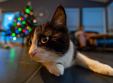 Siyah-beyaz İzlandalı bir kedinin kafasının yakın çekimi. 