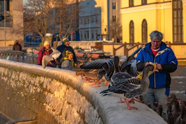 Reikjavik, İzlanda; 05.01.2022: İzlandalı emekliler Reykjavik 'in Tjornin gölünün karlı duvarından ördek ve kuğuları besliyor şafağın ilk turuncu ışıklarıyla