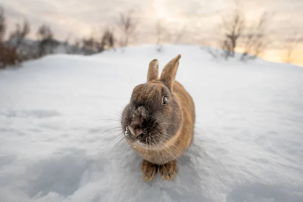 Koyu Kahverengi Tipik Zlanda Tavşanı Karla Kaplı Zemine Kafa Kafaya — Stok fotoğraf
