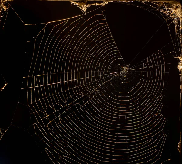 Örümcek Ağı Makro Detaylarla Aydınlatılmış Tamamen Siyah Arkaplan Ile Sabah — Stok fotoğraf