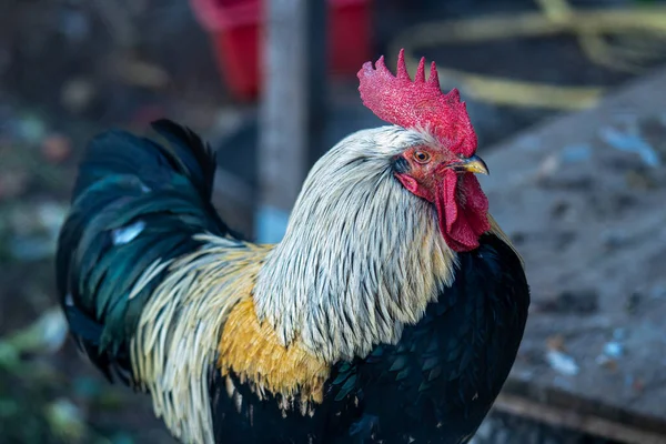 Close Andalusian Breed Rooster All Details — Stock Photo, Image