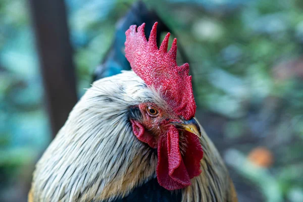 stock image Close-up of Andalusian breed rooster with all the details of the crest, beak and eyes looking down.