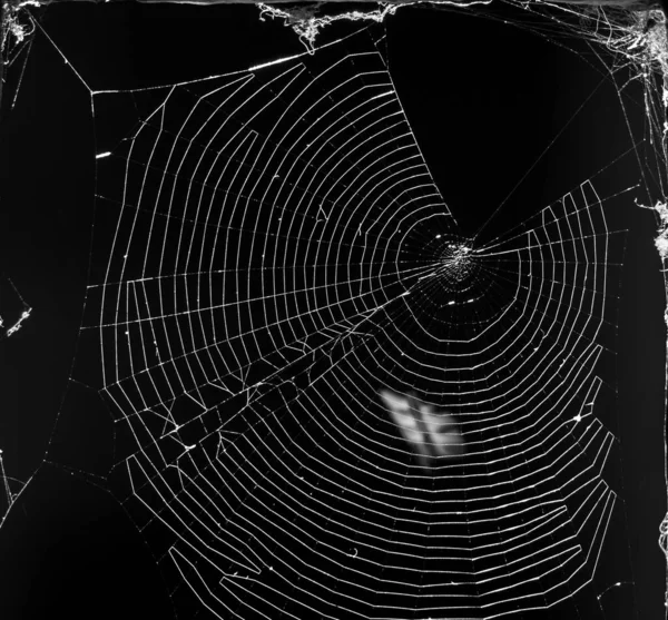 Örümcek Ağı Makro Detaylarda Sabah Güneşiyle Aydınlatılmış Tamamen Siyah Beyaz — Stok fotoğraf