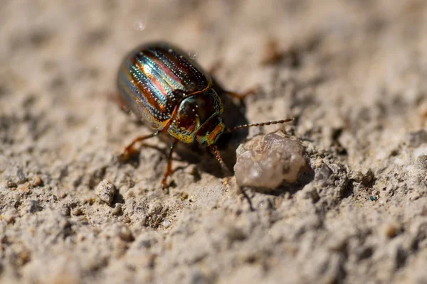 Chrysolina americana insect or rosemary beetle walking sideways to the right touching with its antennae a grain of soil on the ground on a bright day