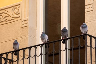 Dört renkli güvercin, altlarında neler olup bittiğini araştırıyor ve dedikodu yapıyorlar. Önlerinde çiçekçi modernist motifleri olan bir evin balkonundan dövülmüş demir bir çitin kenarına tünemişler.