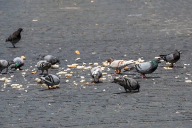 Yana dağılmış bir sürü ekmek kırıntısı yiyen bir grup güvercin.
