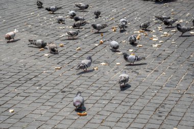 Yana dağılmış bir sürü ekmek kırıntısı yiyen bir grup güvercin.