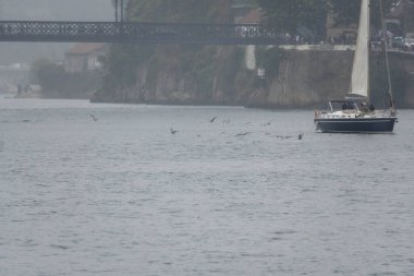 Çok sisli ve yağmurlu bir günde, yanında martılarla Douro Nehri boyunca yelken açan turistler su seviyesinde uçuyor ve balık yakalıyorlar..