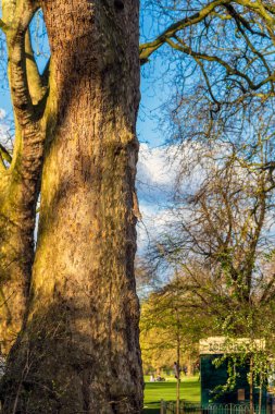 Akşam güneşiyle aydınlanan güzel sincap Londra 'nın birçok doğa parkından birindeki bir ağaçtan baş aşağı sarkan. Yeşil bir büfeye bakıp koklamak ya da vejetaryen dondurması satmak.