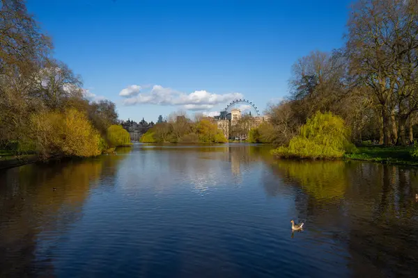 Gün batımında St James 's Park' taki gölün panoramik manzarası. Arka planda ve saraylarda Göz dönme dolap var. Gölün sakin sularında yüzen güneşli bir ördek..