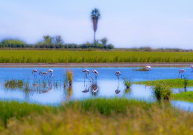 Pembe flamingolar, gün batımında mor-mavi gökyüzünün altında yeşil bitki örtüsüyle Donana 'nın göbeğinde huzur dolu bir sulak arazide yürüyorlar. Endülüs. İspanya.