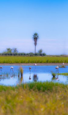 Pink flamingos wading in a tranquil wetland in the heart of Donana with green vegetation under a purple-blue sky at sunset. Andalucia. Spain. clipart