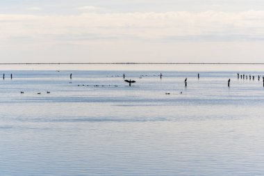 Karabataklar ve ördekler midye çiftliği için kütüklerin üzerine tünediler.