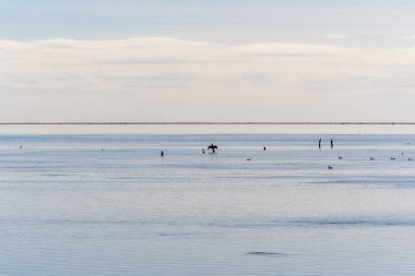 Ördek, arka planda Trabucador plajı olan Ebro Delta 'nın sakin sularında midye yetiştirmek için tahta bir direğe tünemişti..