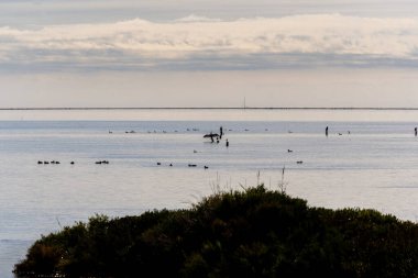 Cormorants and a duck with their wings spread out against the light perched on logs for growing mussels in the calm waters of the Ebro Delta with Trabucador beach and a sailboat in the background. clipart