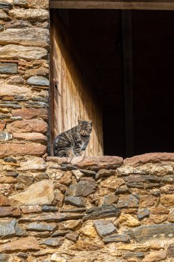 Kırsal kesimin açık penceresinin taş pervazında oturan tekir kedi.