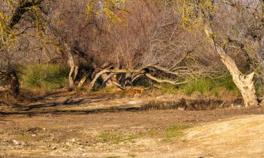 Genç bir geyik ormandaki dalların arasına dikkatlice saklanmış. Yakınlarda bir tehlike var mı diye bakıyor..