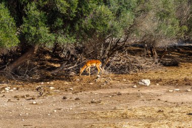 Impala yavrusu güneşli bir günde kurak ve ormanlık bir alanda otluyor..