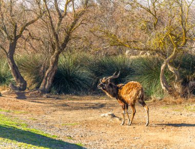 A sitatunga antelope standing guard in its natural grassy habitat against a backdrop of dry savannah bushes and trees on a sunny day. clipart