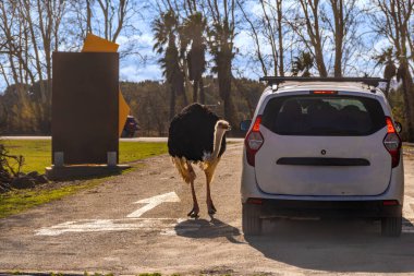 Devekuşu, güneşli bir günde vahşi yaşam parkında arabanın camından içeri bakmak için boynunu eğip yürüyor..