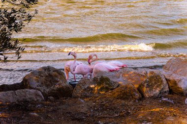 Gölgelerin gölgesinde dinlenen küçük bir flamingo grubu gün batımı güneşiyle aydınlanan bir gölün kıyısında..