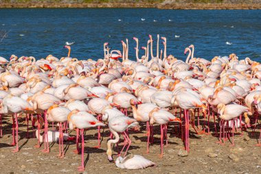 Large flock of pink flamingos gathered on the shore of a lake at sunset. clipart