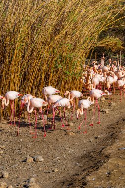 Bir flamingo sürüsü, akşam ışıklarıyla aydınlatılan doğal sulak bir ortamda, biraz çalı çırpı ve sazlıklar arasında geziniyor..