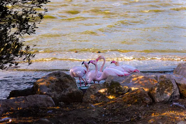 Gölgelerin gölgesinde dinlenen küçük bir flamingo grubu gün batımı güneşiyle aydınlanan bir gölün kıyısında..