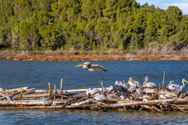 Pelican flying low with its wings spread over a floating platform as its nest with other pelicans resting on logs in a lake at sunset. clipart