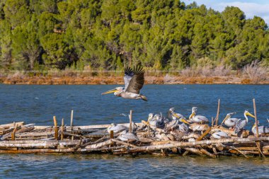 Pelican flying low with its wings spread vertically upwards over a floating platform as its nest with other pelicans resting on logs in a lake at sunset. clipart