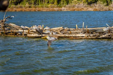 Suyun üzerinde uçan pelikan pelikanların dinlendiği yüzen ahşap bir yapının yanında kanatları ile göl suyunun kaymağını yiyor..