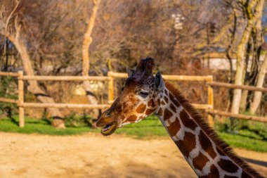 Detailed profile portrait of a giraffe with the sunset sun illuminating its eye and in a field enclosed by a wooden fence on a sunny day. clipart