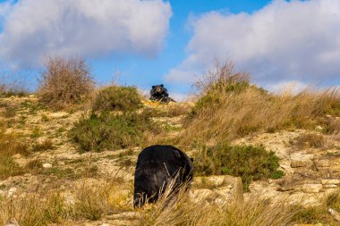 Kuru bir yamacın tepesinden gelen kara ayı, küçük bir bitki örtüsüyle başka bir ayının mavi bir gökyüzünün altında, dallar ve çalılar arasında yaklaşmasını izliyor..
