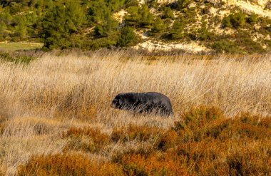 Kuru ot ve çalılardan oluşan seyrek bir bitki örtüsüyle doğal bir yaşam alanında gezinen siyah ayı..