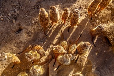 A top down view of a group of meerkats standing on rocky, sandy and dry ground together taking in the last rays of the evening sun. One of them is looking at the camera. clipart