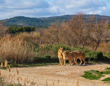 Three lions standing on a dirt road in a natural savannah setting looking and watching their surroundings. clipart