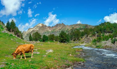 Kahverengi inek, açık yeşil bir dağ çayırında otluyor, yanında bir nehir ve arkasında açık mavi bir gökyüzünün altında Pyrenean dağları var..