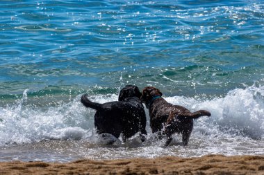 Güneşli bir günde, kumlu bir sahilde okyanusta oynayan iki Labrador Retriever köpeği ve deniz suyundan yansıyan güneş ışınları..
