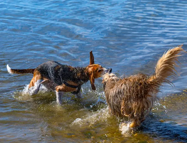 Güneşli bir günde iki köpek sahilde su sıçratıp sıçrıyor..