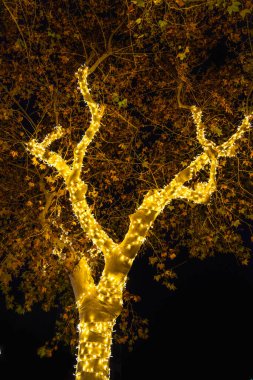 Sıcak sarı Noel ışıklarına sarılmış ağaç karanlık bir gecede bile dalları ve yaprakları aydınlatıyor..