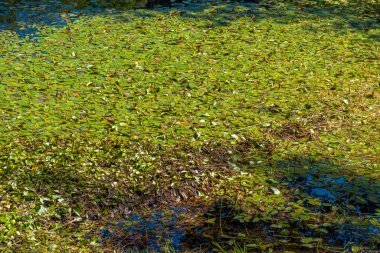 Gün batımı ışığı, suda yansıyan bir göleti kaplayan su bitkilerini aydınlatıyor..