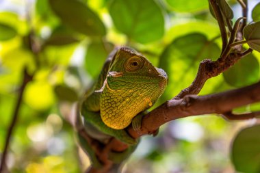 Yeşil ormandaki bir ağaç dalında dinlenen yeşil bir bukalemunun detaylı gözü kameraya bakıyor..