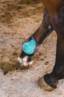 Ahırda mavi koruyucu botla at bacağını kapat..