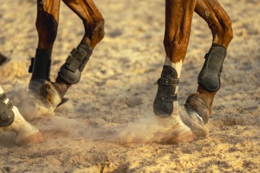 Bir atın bacaklarının kumda dörtnala koşması, toz üretmesi, gün batımında koruyucu botlar giymesi..