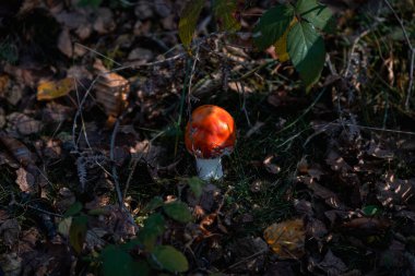 Karanlık bir sonbahar ormanında, güneş ışığında, kuru yaprakların arasında canlı kırmızı bir mantar yetişir..
