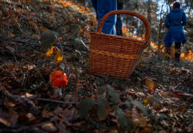 Low-angle view of a wicker mushroom picking basket placed on the ground near a small red mushroom, with hikers ascending a steep autumn forest slope in the background searching for mushrooms.